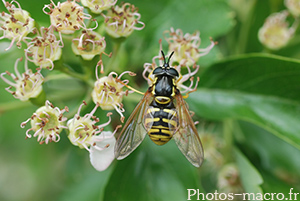 Chrysotoxum verralli